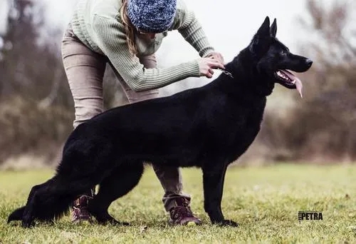 物联网还没实现，深圳的狗子们已经实现“犬联网”了